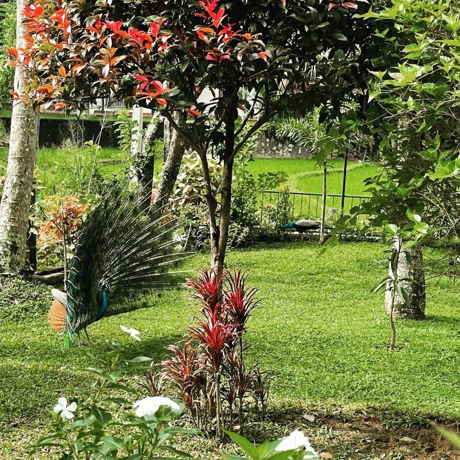 Surveyor'S Residence Bungalow Kandy Eksteriør billede