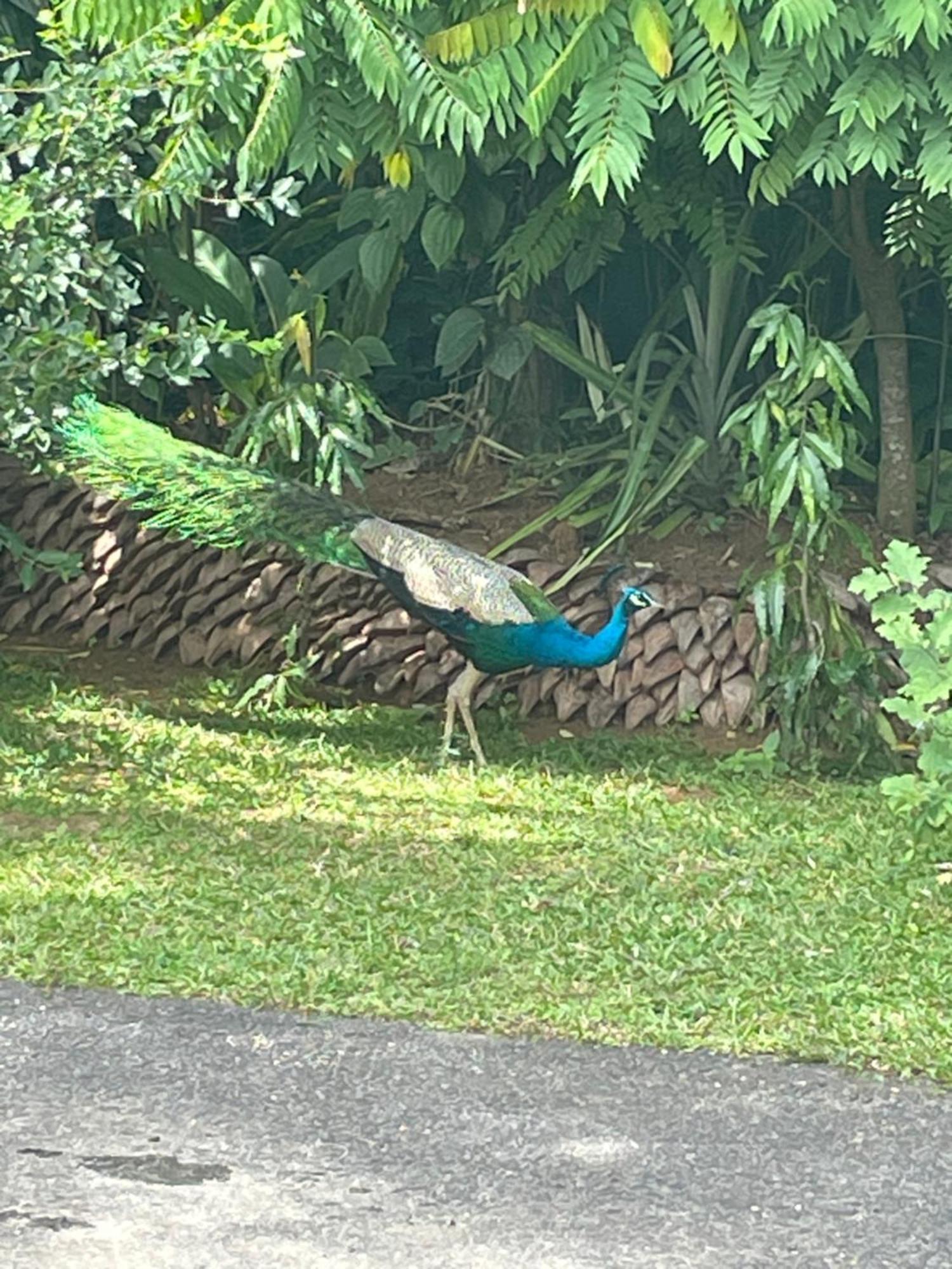 Surveyor'S Residence Bungalow Kandy Eksteriør billede